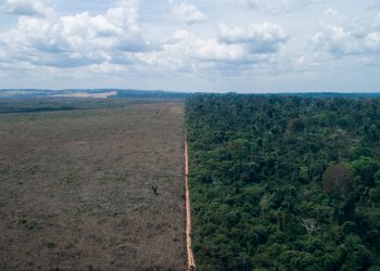 Desmatamento da Amazônia é o maior desde 2006, diz WWF Brasil