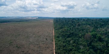Desmatamento da Amazônia é o maior desde 2006, diz WWF Brasil