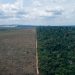 Desmatamento da Amazônia é o maior desde 2006, diz WWF Brasil