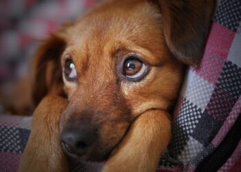 Cuidados especiais com os pets durante o ‘inverno amazônico’ precisam ser redobrados