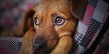 Cuidados especiais com os pets durante o ‘inverno amazônico’ precisam ser redobrados