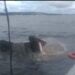 Marinha abre inquérito para apurar naufrágio de empurrador