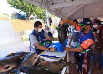Semana Santa: Feirão do Pescado com preços a partir de R$ 8,90; confira
