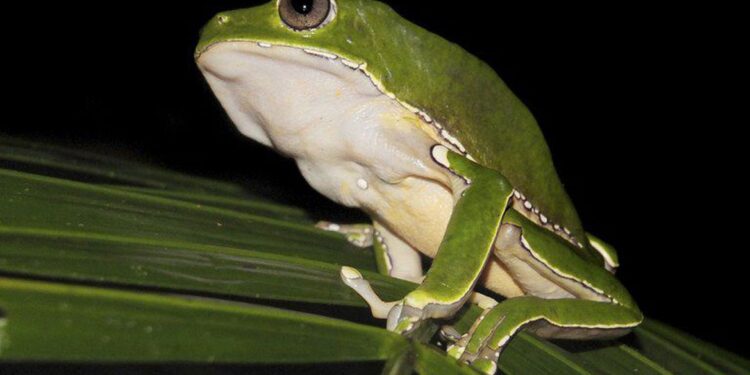 Pesquisa encontra indícios de biopirataria de conhecimentos indígenas
