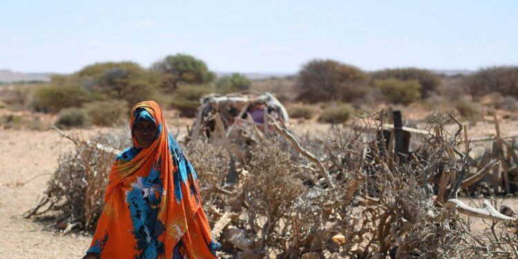 África Ocidental enfrenta catástrofe alimentar, dizem ONGs