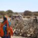 África Ocidental enfrenta catástrofe alimentar, dizem ONGs