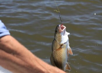 Codese Manaus anuncia a realização da 1º Feira de Pesca Esportiva, Ecoturismo e Turismo de Aventura da Amazônia em Manaus (AM)