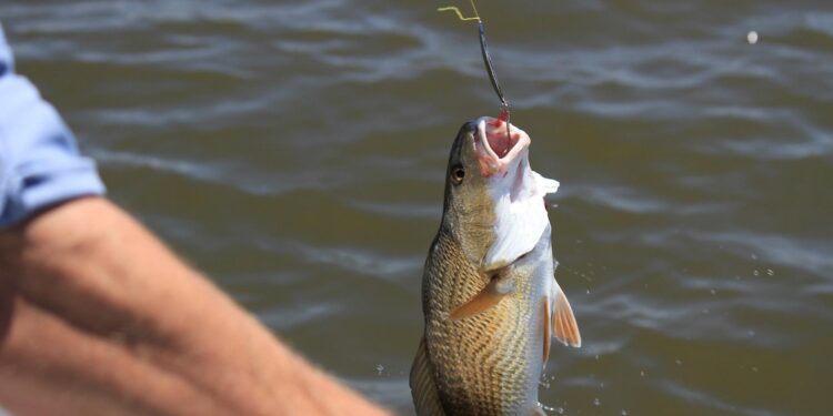 Codese Manaus anuncia a realização da 1º Feira de Pesca Esportiva, Ecoturismo e Turismo de Aventura da Amazônia em Manaus (AM)