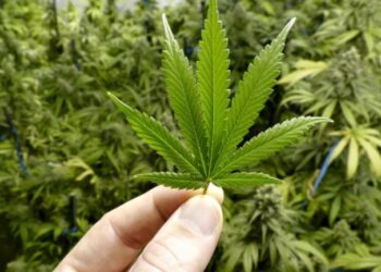 Canabinóides podem auxiliar no tratamento de doenças neurológicas