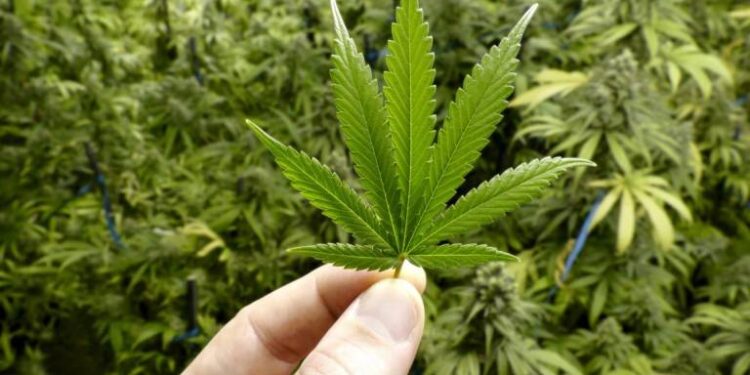 Canabinóides podem auxiliar no tratamento de doenças neurológicas