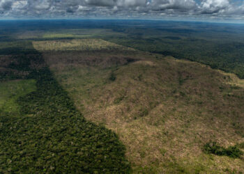 Amazonas é o estado que mais destruiu a floresta na Amazônia Legal em maio, aponta Imazon