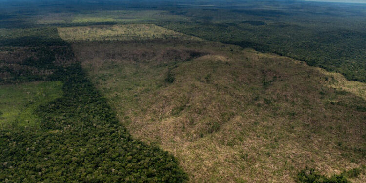 Amazonas é o estado que mais destruiu a floresta na Amazônia Legal em maio, aponta Imazon