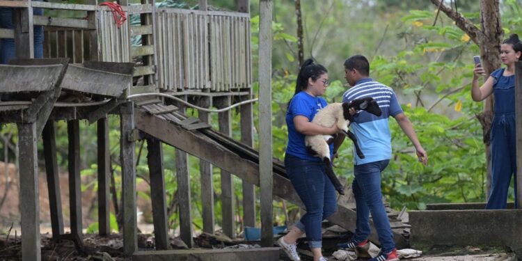 Joana Darc resgata mais de 30 animais, no bairro Tarumã