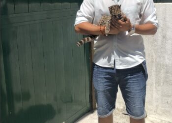 Refugiado sírio realizará sonho de ser médico veterinário 