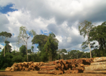 Quase 90% da exploração madeireira no Amazonas é ilegal, diz Imazon