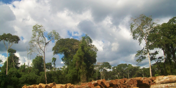 Quase 90% da exploração madeireira no Amazonas é ilegal, diz Imazon