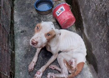 Mais de 70 animais são resgatados em situação de maus-tratos na região metropolitana de Manaus pelo S.O.S Pet neste ano
