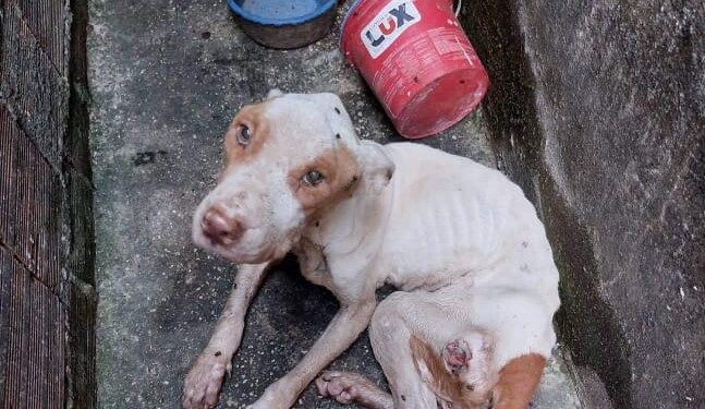 Mais de 70 animais são resgatados em situação de maus-tratos na região metropolitana de Manaus pelo S.O.S Pet neste ano