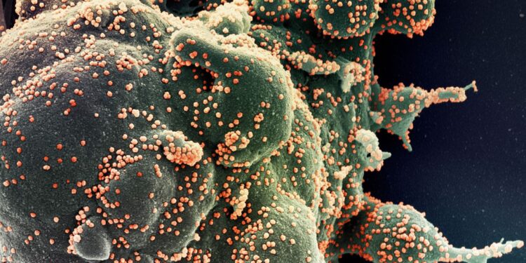 Fiocruz identifica subvariante BA.5.3.1 do coronavírus no Amazonas