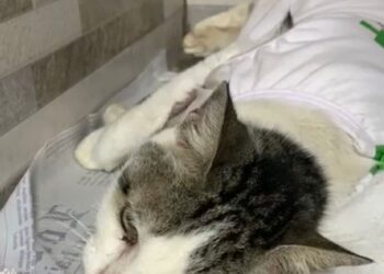 Orfanato de Gatos incrementa campanha “Salve Lily”