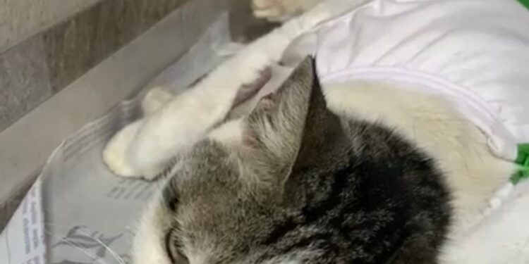 Orfanato de Gatos incrementa campanha “Salve Lily”