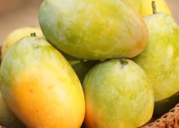 Saiba os benefícios da manga, a fruta que está em todos os lugares