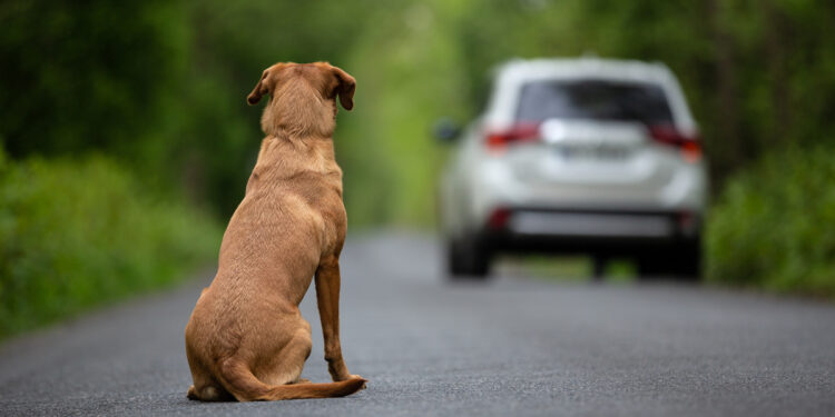 Segundo a OMS, 30 milhões de pets estão abandonados no Brasil