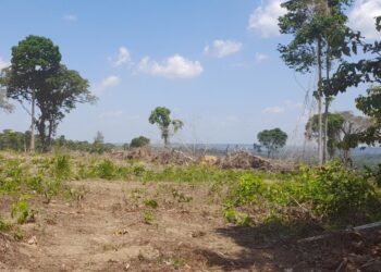 Amazônia: Desmatamento cresce 23% em novembro e faz acumulado de 2022 ser o maior em 15 anos