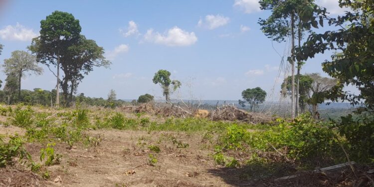 Amazônia: Desmatamento cresce 23% em novembro e faz acumulado de 2022 ser o maior em 15 anos