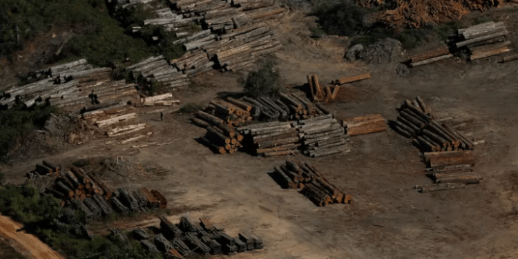 Amazonas registra alta e mantém 2º lugar no desmatamento em 2022