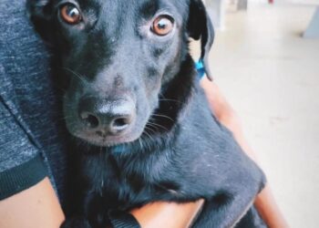 Super Nova Era e ONG OBA promovem “Carna Pet”, evento de adoção de cães e gatos, neste sábado (25)