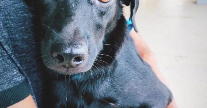 Super Nova Era e ONG OBA promovem “Carna Pet”, evento de adoção de cães e gatos, neste sábado (25)