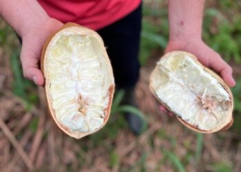 Natura recebe primeira importação de manteiga de cupuaçu cultivada na Amazônia colombiana