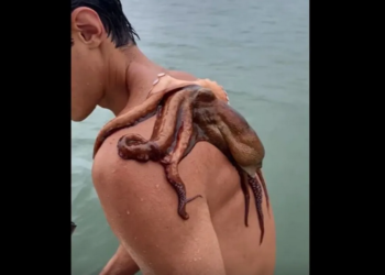 Jovem nada com polvo grudado nas costas