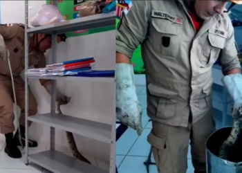 Manacapuru: Cobra é retirada de dentro de creche