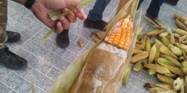 Polícia Federal prende casal que escondia drogas em milho e macaxeira