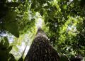 Amazônia Legal: desmatamento cai 61% em janeiro