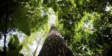 Amazônia Legal: desmatamento cai 61% em janeiro