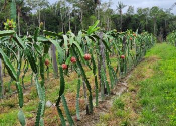 Cultivo de pitaya passa por expansão entre produtores e agricultores
