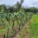 Cultivo de pitaya passa por expansão entre produtores e agricultores
