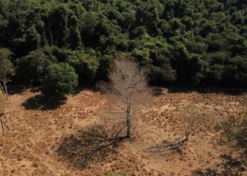 Amazônia e Cerrado batem recorde de alertas de desmatamento