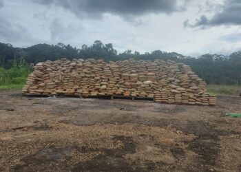 Polícia Federal incinera cerca de duas toneladas de drogas na fronteira do AM