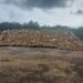 Polícia Federal incinera cerca de duas toneladas de drogas na fronteira do AM