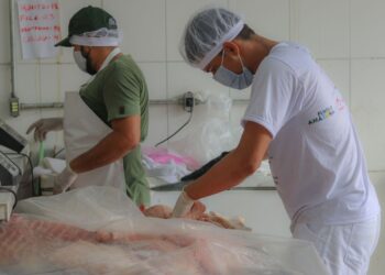 FAS realiza Feira do Pirarucu no sábado (04) com a venda de 3 toneladas de pescado