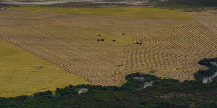 Desmatamento na Amazônia cresce 7% e tem o pior fevereiro em 16 anos
