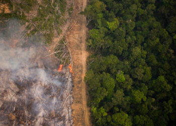 Amazônia bate recorde histórico de desmatamento em fevereiro