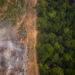 Amazônia bate recorde histórico de desmatamento em fevereiro