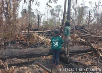 Ipaam aplica mais de R$ 76 milhões em multas durante Operação Tamoiotatá II