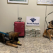 Com auxílio de cães, RF prende mulher com 20,6 kg de drogas no aeroporto
