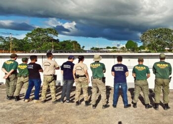 PF e Ibama apreendem 31 toneladas de pescado ilegal na fronteira do Amazonas